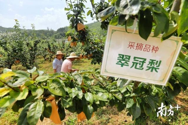 走進(jìn)果場(chǎng)采摘水晶梨。梁素雅 攝