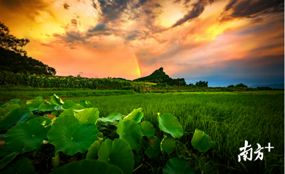巾峰綠海。成堅強 攝