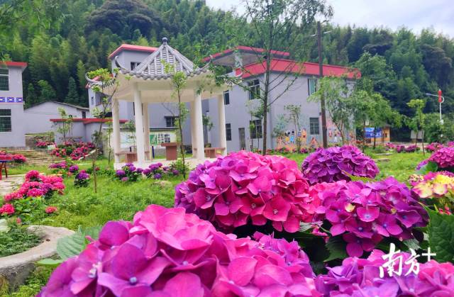 繡球花開。張萍 攝