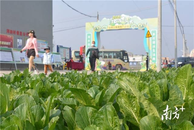 10日，2021連州菜心節(jié)暨線上直播推廣活動(dòng)在西岸鎮(zhèn)河田村開幕。張曉欣 攝