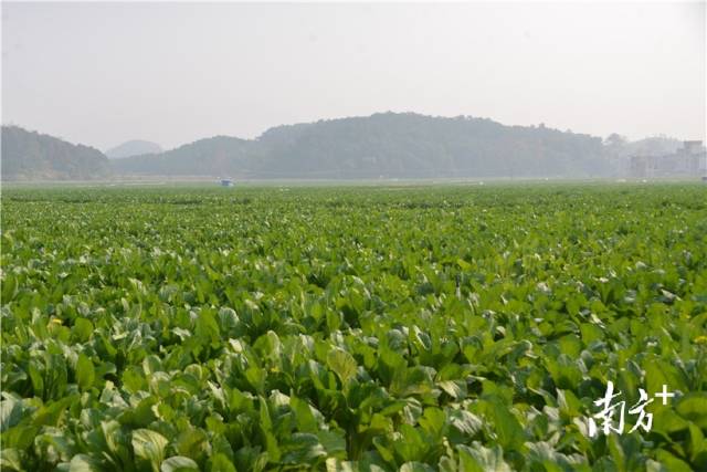 河田蔬菜基地內(nèi)，連片千畝菜心長勢喜人。張曉欣 攝
