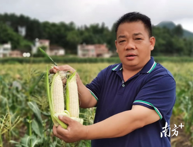 四聯(lián)村試點(diǎn)種植水果玉米，走特色產(chǎn)業(yè)發(fā)展道路。