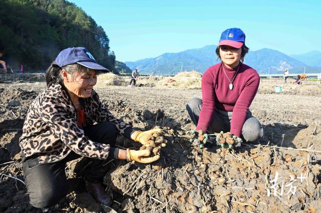 朱崗村水美塘馬蹄種植基地里，村民在采挖馬蹄。張曉欣 攝