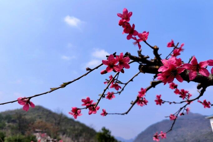 千年古城被一片片粉紅席卷。清遠(yuǎn)日報(bào)記者 周璐 攝