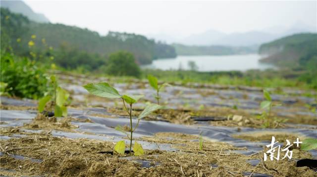 迎風搖曳、綠意盎然的五指毛桃種苗。
