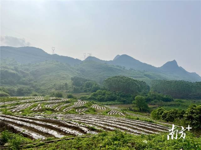 九陂鎮(zhèn)高相村打造的中藥材種植基地。