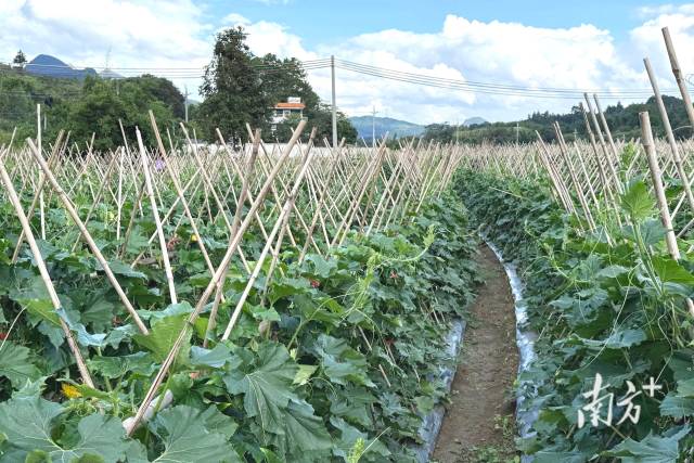 九陂鎮(zhèn)新墟村打造的秋季黑皮冬瓜種植基地。九陂鎮(zhèn)供圖