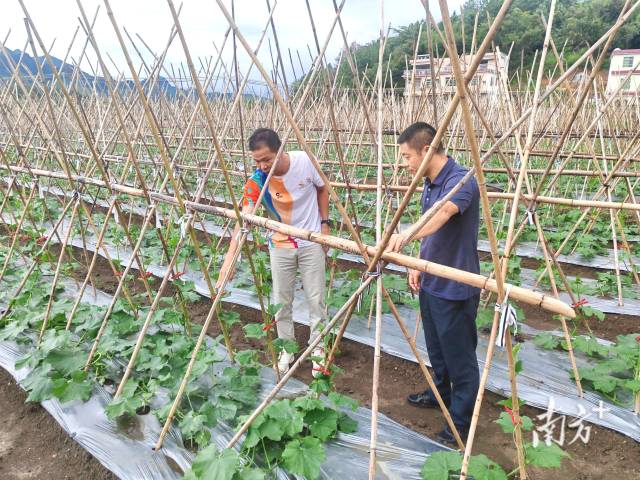 邱雪平（左）在冬瓜田查看瓜藤生長情況。九陂鎮(zhèn)供圖